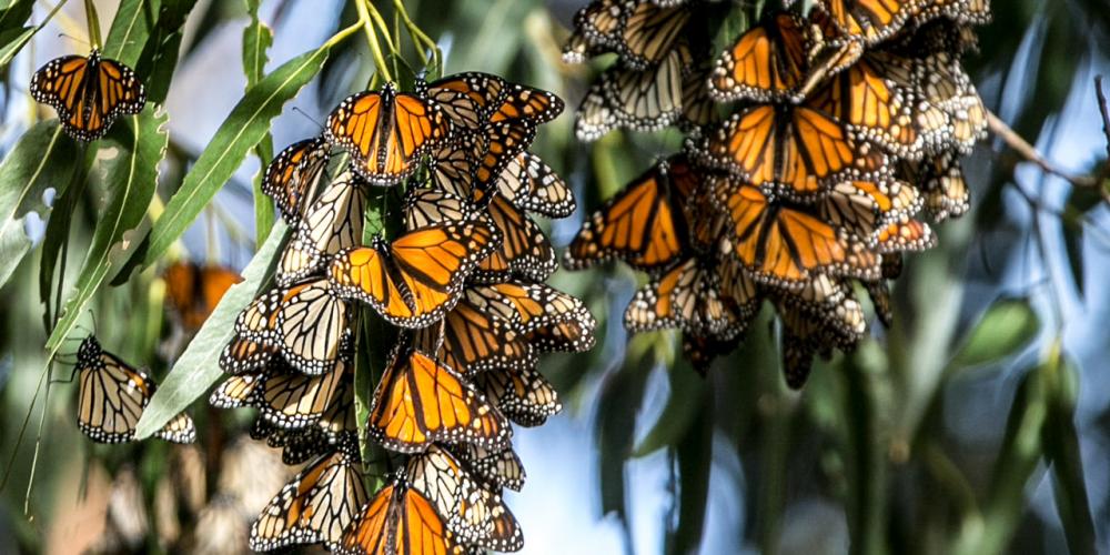 Explore Highway 1’s Monarch Butterfly Trail