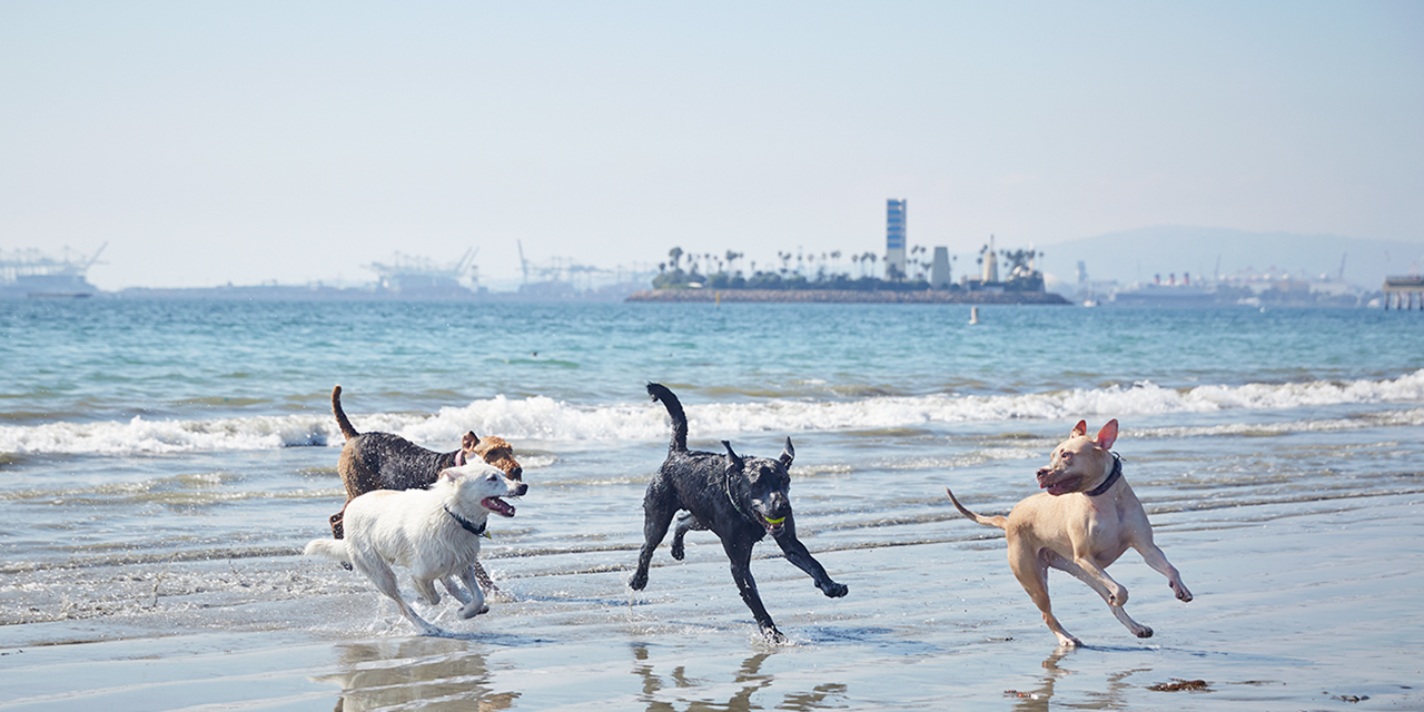 7 of the Best Dog-Friendly Beaches in Los Angeles, CA - The Pet ...
