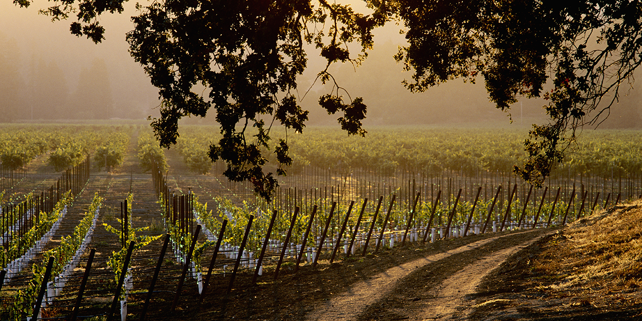 Visit These Outstanding Wineries in Sonoma County