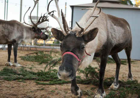 San Francisco Zoo's Reindeer Games 