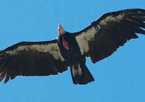 大苏尔上空的加州秃鹫