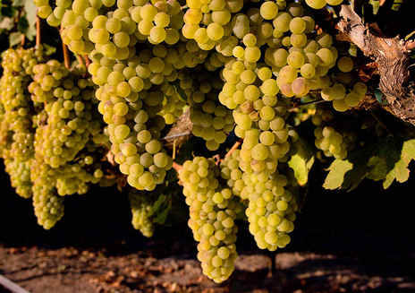 Always in Season: Wine Grapes