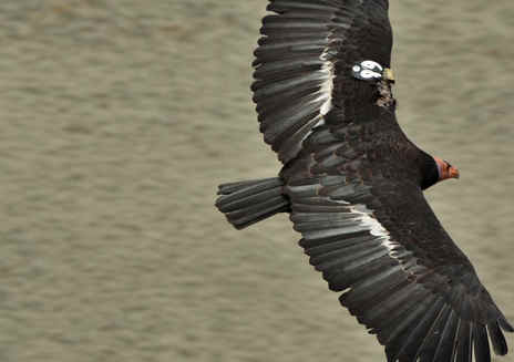 观赏加州秃鹫