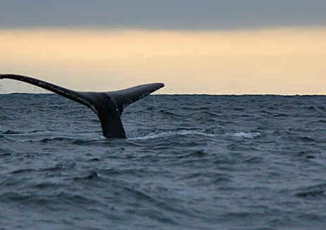 Observation de baleines à Mendocino