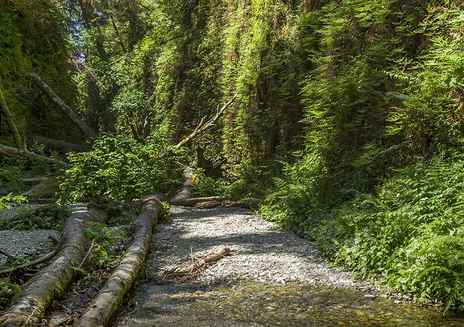 Parc national de Redwood