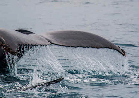 海峡群岛观鲸