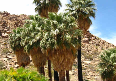 49 Palms Oasis