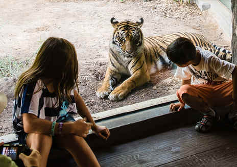 Besondere Erlebnisse im San Diego Zoo