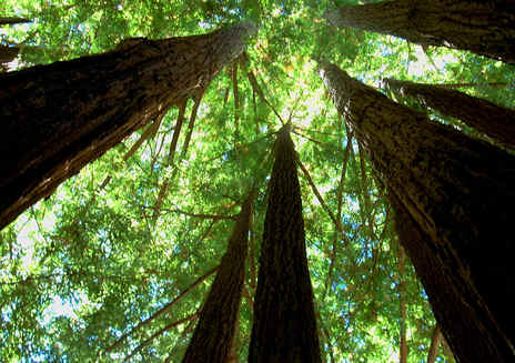 Parque Estadual Big Basin Redwoods