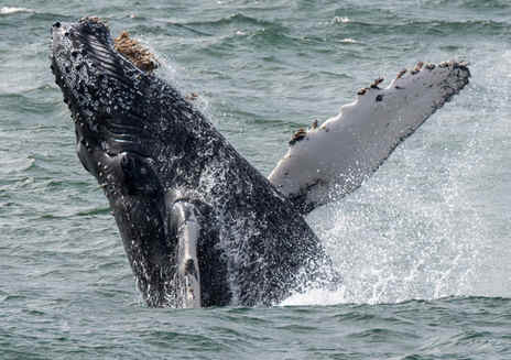 Observação de baleias em Orange County