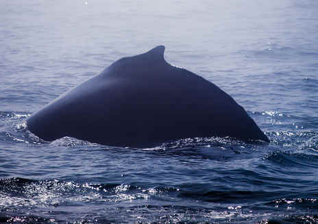 Walbeobachtung in der Nähe von Monterey