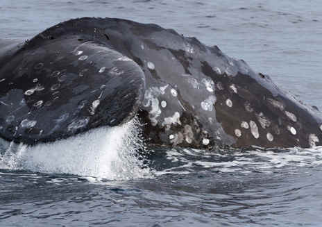Observação de baleias próxima a Los Angeles