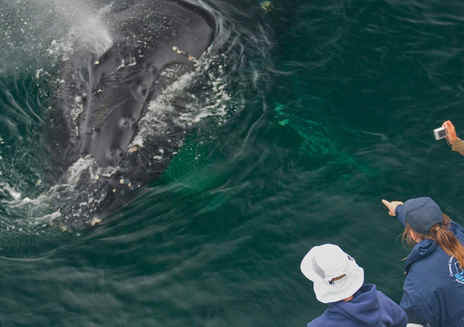캘리포니아 고래 관찰 명소