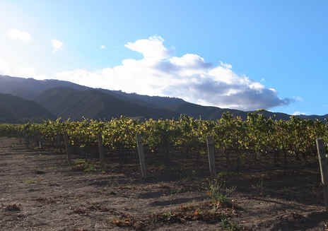 Sentiero del vino di Monterey