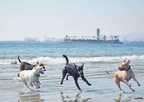 11 Great Dog Beaches