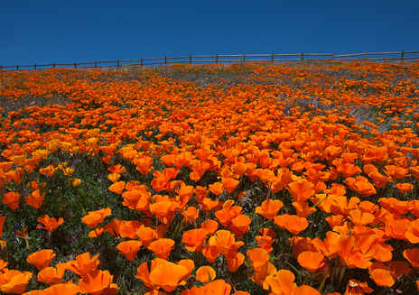 Reserva de Poppies de Antelope Valley, California