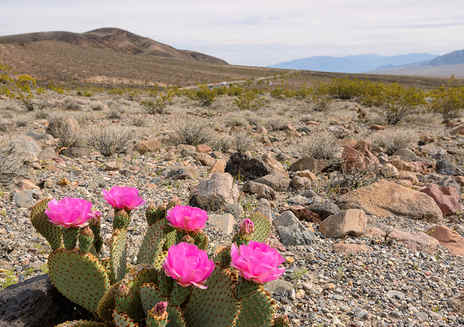 Death Valley Plants & Animals