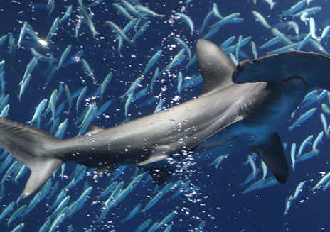 Divertimento per i più piccoli al Monterey Bay Aquarium