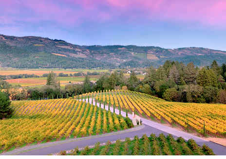 Vins et vignobles de la Napa Valley