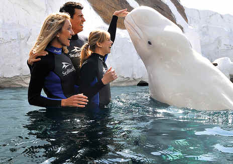 Speciali interazioni con gli animali al SeaWorld