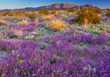 How to See California's 2019 Super Bloom 