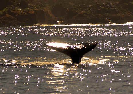Observação de baleias perto de San Francisco