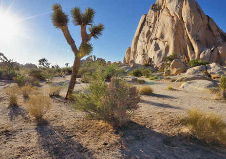 What to Do While Visiting Joshua Tree National Park