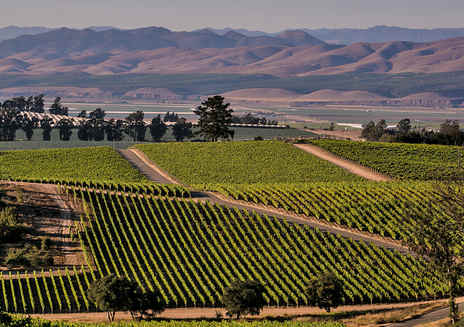 Santa Maria Valley Wine Trail