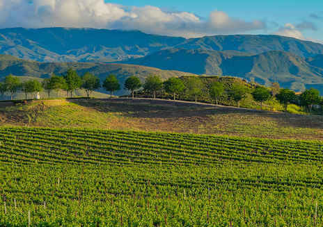 La región del vino en el Valle de Temecula