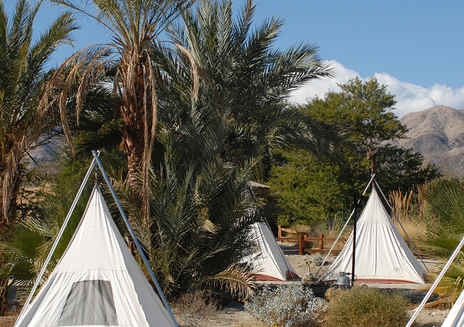 Un safari étoilé au Living Desert