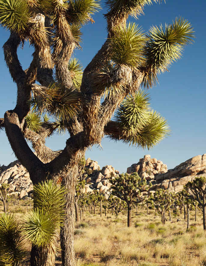 6 parcs inoubliables dans le désert