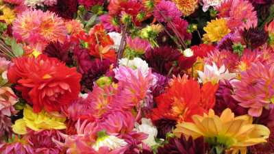 Flowers at a California farmers market