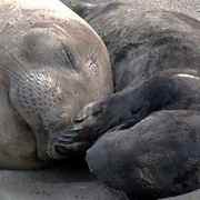 Friends of the Elephant Seal: dove andare