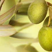 Pacific Sun Olive Oil
