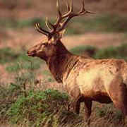 More About Tule Elk
