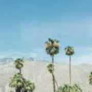 Visit Palm Springs