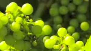 Sonoma County Wines & Wineries  vca_resource_porterbasswinery_256x180