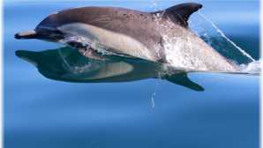 캘리포니아 고래 관찰 명소 American Cetacean Society | Educ