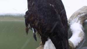 See Bald Eagles Bald Eagle | Big Bear Alpine Zoo