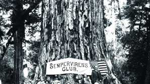 巨木が見れるスポット Big Basin Redwoods SP