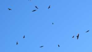 Spying California Condors  Bird Watching - Pinnacles Nation