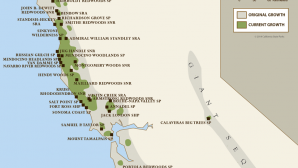 Spotlight: Parcs d'État et National Redwood California Coastal Redwood Parks