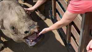 Animali rari e protetti Caravan Safari | San Diego Zoo S