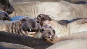 サンルイスオビスポ Elephant Seals at San Simeon CA 