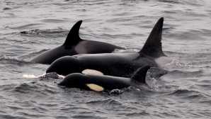 I migliori posti per vedere le balene Marine mammals - Animal Guide Li