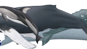 I migliori posti per vedere le balene Monterey Bay Whale Watching with