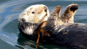 Walbeobachtung in Moss Landing Monterey whale watching Tours - 