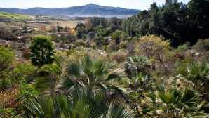 Conrad Prebys Australian Outback Nativescapes Garden | San Diego 