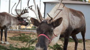 San Francisco Zoo's Reindeer Games  NightLife | California Academy o