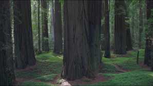 Humboldt Redwoods State Park Northern Coast of Northern Calif